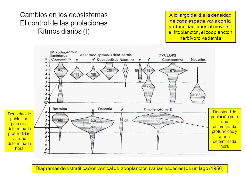 Cambios en los ecosistemas El control de las poblaciones Ritmos diarios (I)
