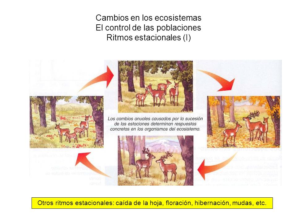 Cambios en los ecosistemas El control de las poblaciones Ritmos estacionales (I)
