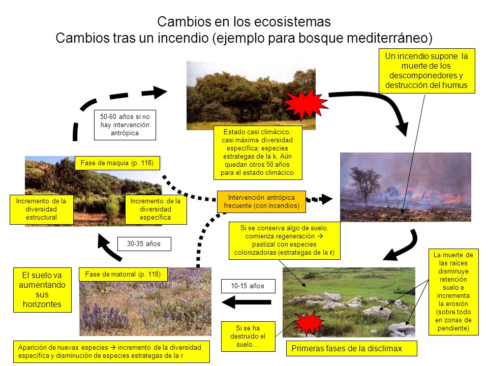 Cambios en los ecosistemas Cambios tras un incendio (ejemplo para bosque mediterráneo)