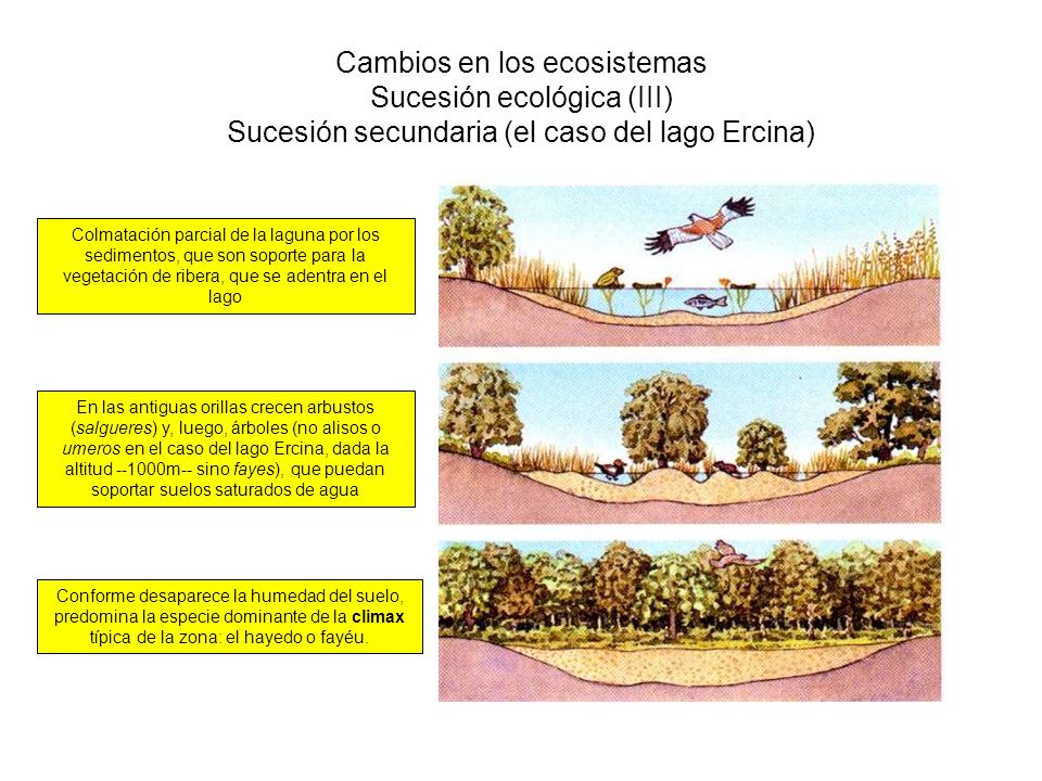 Cambios en los ecosistemas Sucesión ecológica (III) Sucesión secundaria (el caso del lago Ercina)