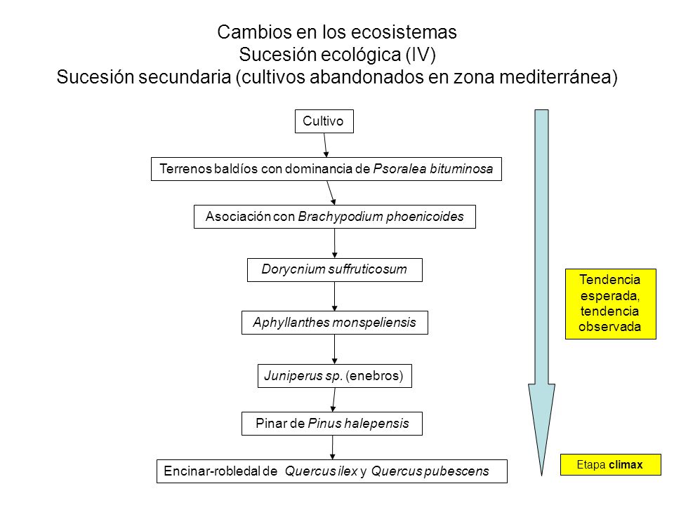 Cambios en los ecosistemas Sucesión ecológica (IV) Sucesión secundaria (cultivos abandonados en zona mediterránea)