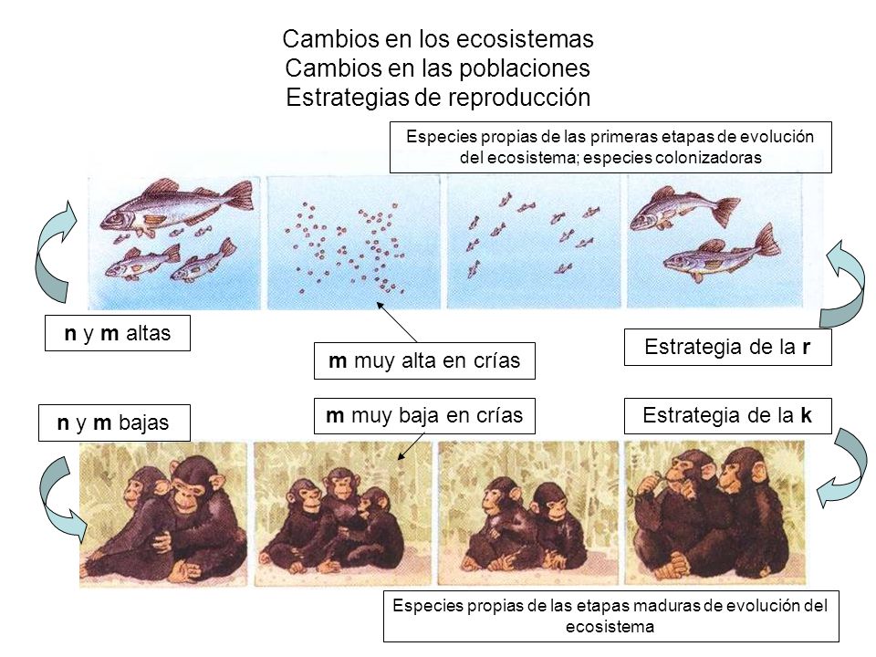 Especies propias de las etapas maduras de evolución del ecosistema