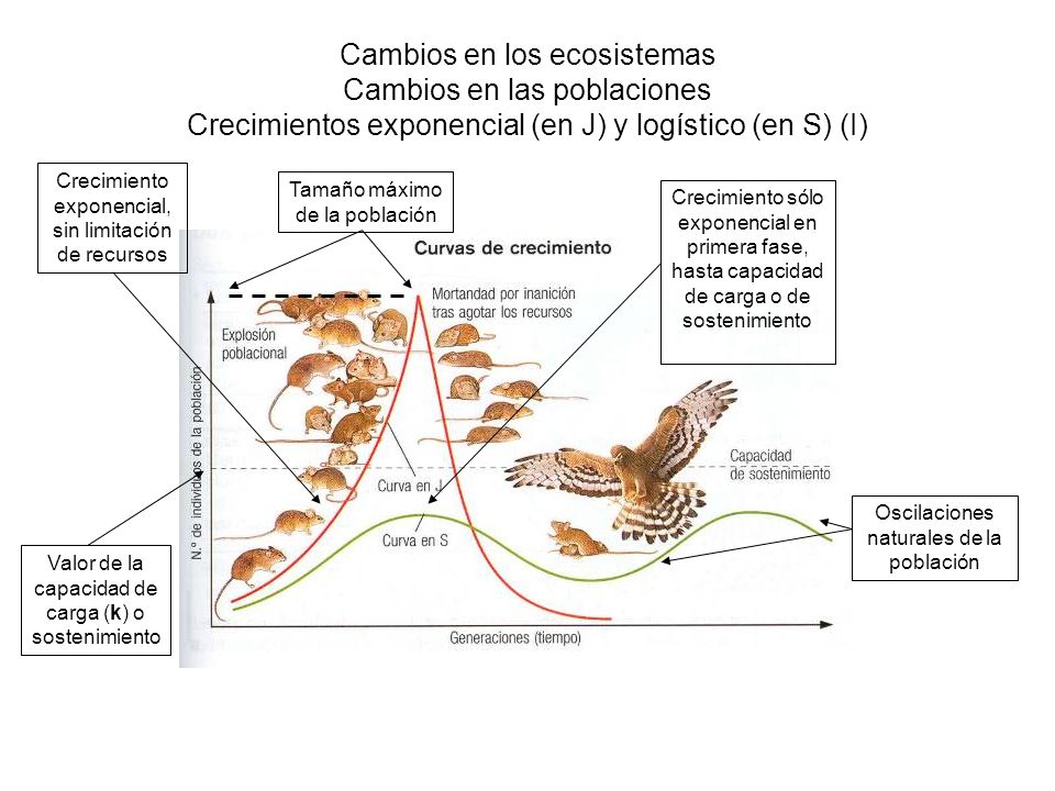 Cambios en los ecosistemas Cambios en las poblaciones Crecimientos exponencial (en J) y logístico (en S) (I)