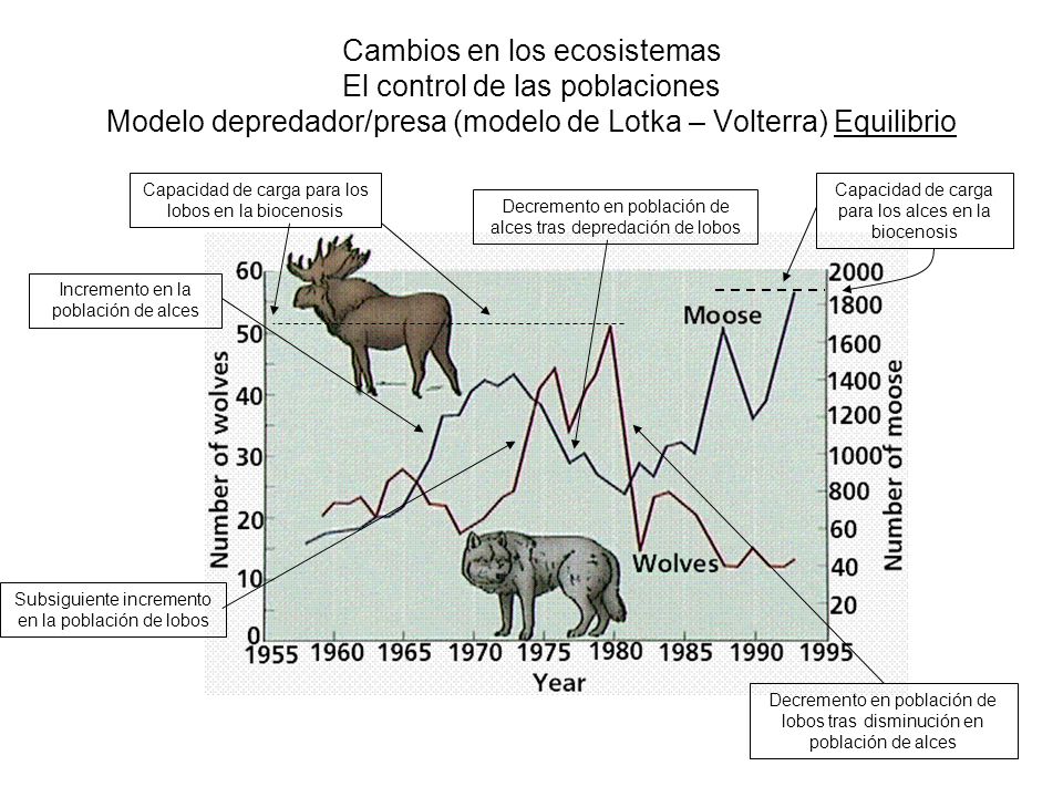 Cambios en los ecosistemas El control de las poblaciones Modelo depredador/presa (modelo de Lotka – Volterra) Equilibrio