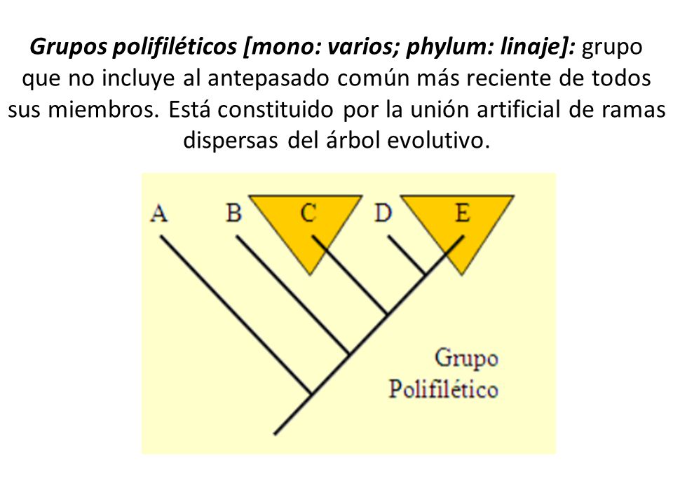 Grupos polifiléticos [mono: varios; phylum: linaje]: grupo que no incluye al antepasado común más reciente de todos sus miembros.