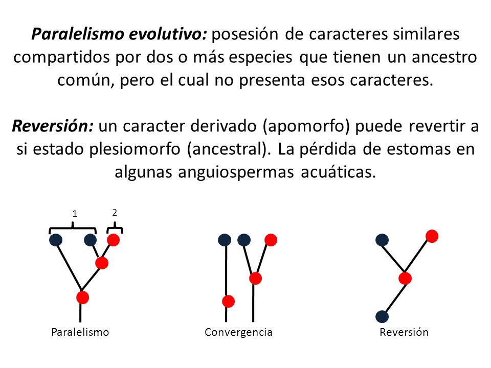 Paralelismo evolutivo: posesión de caracteres similares compartidos por dos o más especies que tienen un ancestro común, pero el cual no presenta esos caracteres.