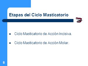 Etapas del Ciclo Masticatorio