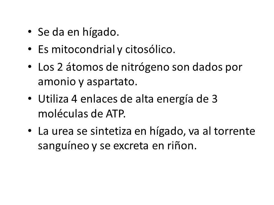 Se da en hígado. Es mitocondrial y citosólico. Los 2 átomos de nitrógeno son dados por amonio y aspartato.