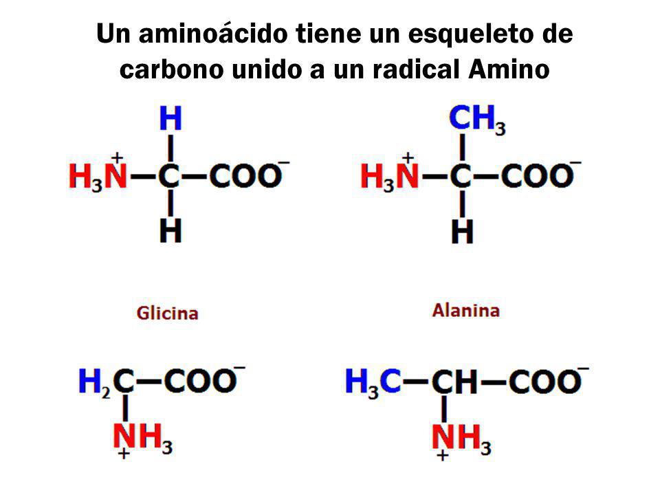 Un aminoácido tiene un esqueleto de carbono unido a un radical Amino