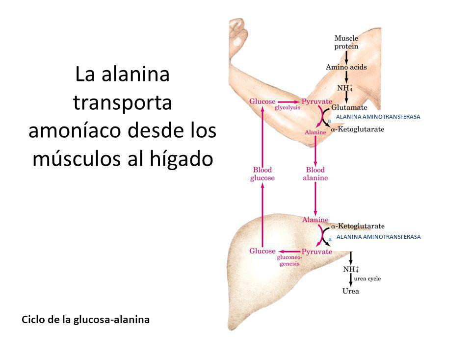 La alanina transporta amoníaco desde los músculos al hígado