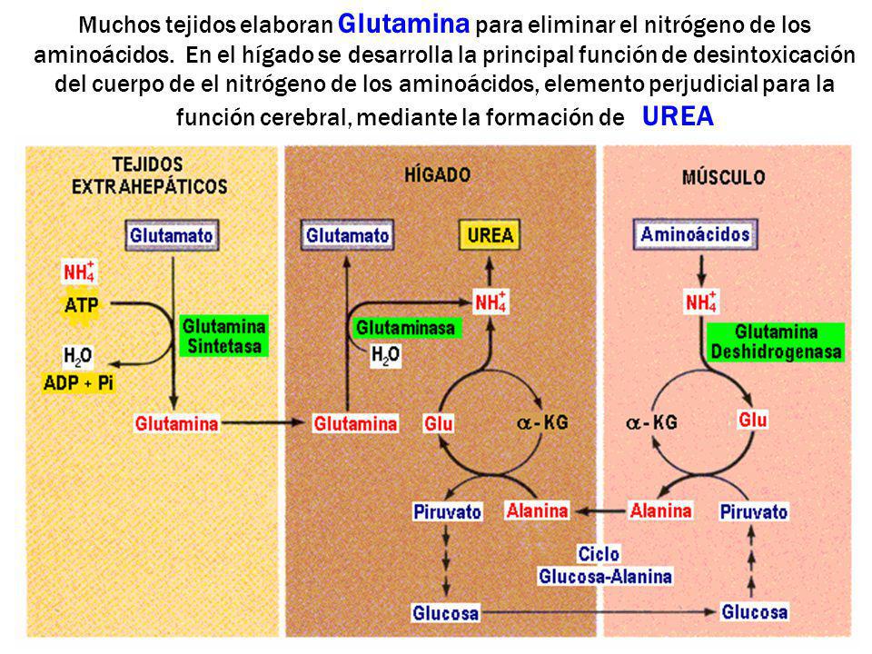 Muchos tejidos elaboran Glutamina para eliminar el nitrógeno de los aminoácidos.