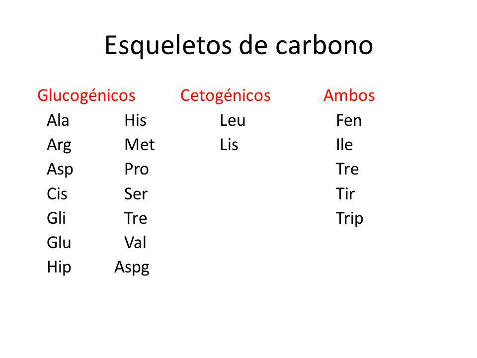 Esqueletos de carbono Glucogénicos Cetogénicos Ambos Ala His Leu Fen