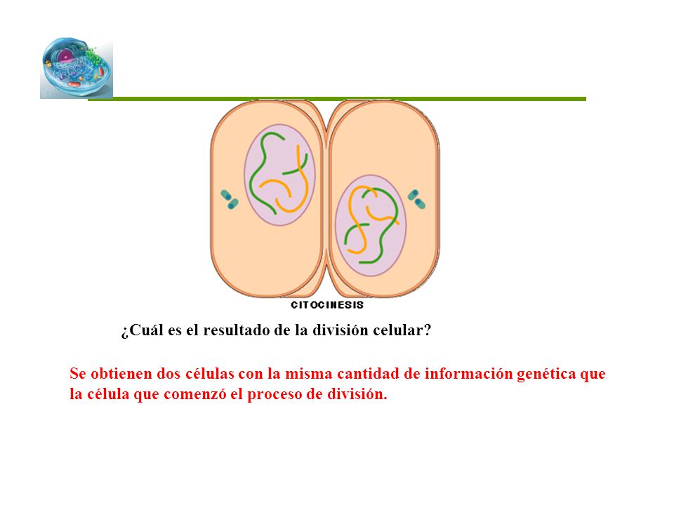 ¿Cuál es el resultado de la división celular