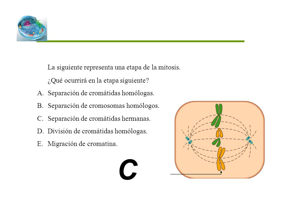 C La siguiente representa una etapa de la mitosis.