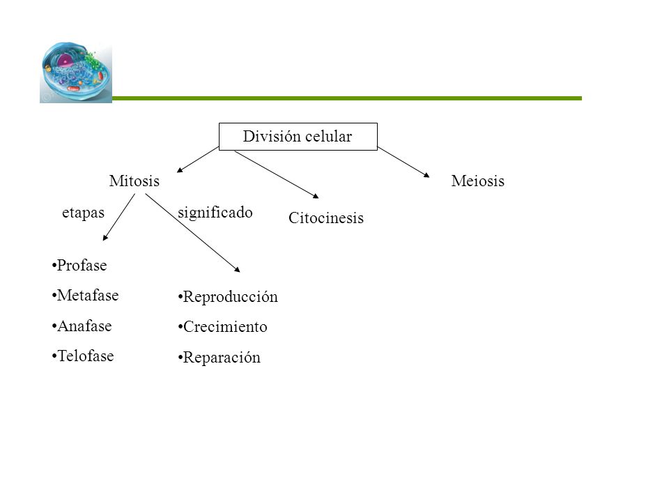 División celular Mitosis. Meiosis. etapas. significado. Citocinesis. Profase. Metafase. Anafase.