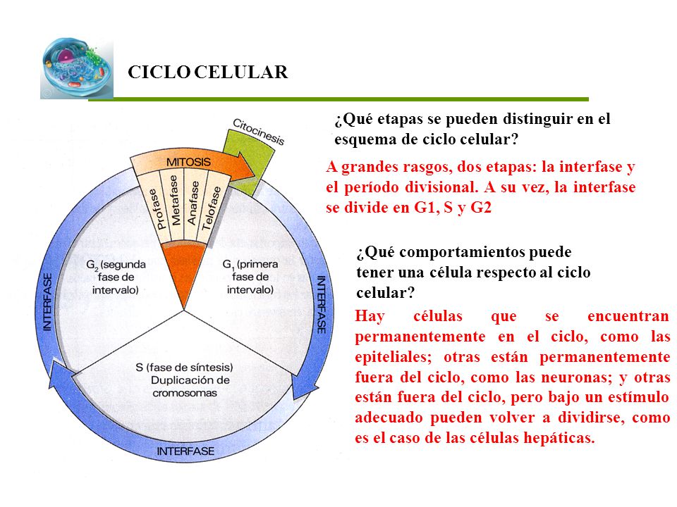 CICLO CELULAR ¿Qué etapas se pueden distinguir en el esquema de ciclo celular