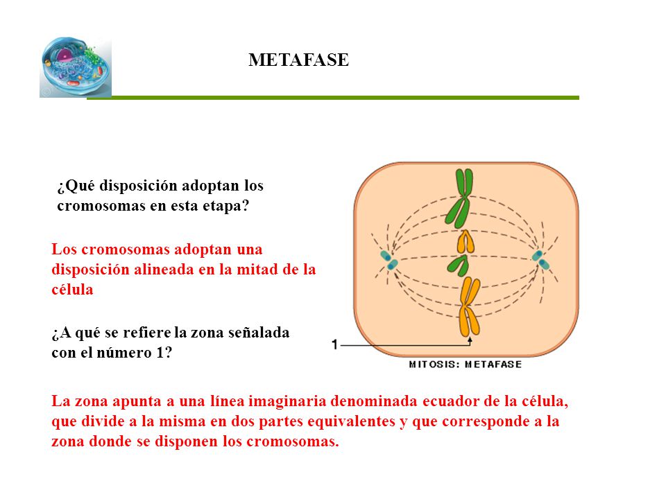 METAFASE ¿Qué disposición adoptan los cromosomas en esta etapa