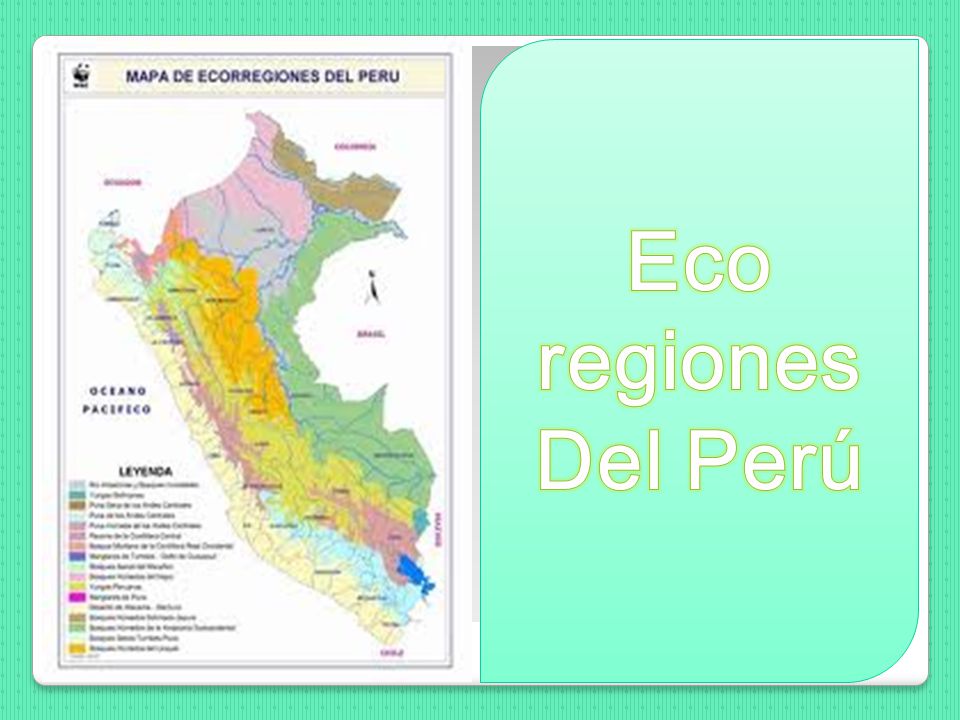 Eco regiones Del Perú
