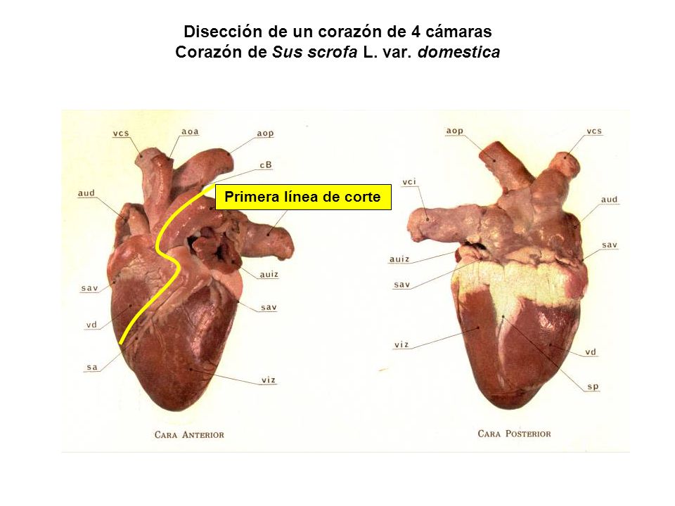 Disección de un corazón de 4 cámaras Corazón de Sus scrofa L. var