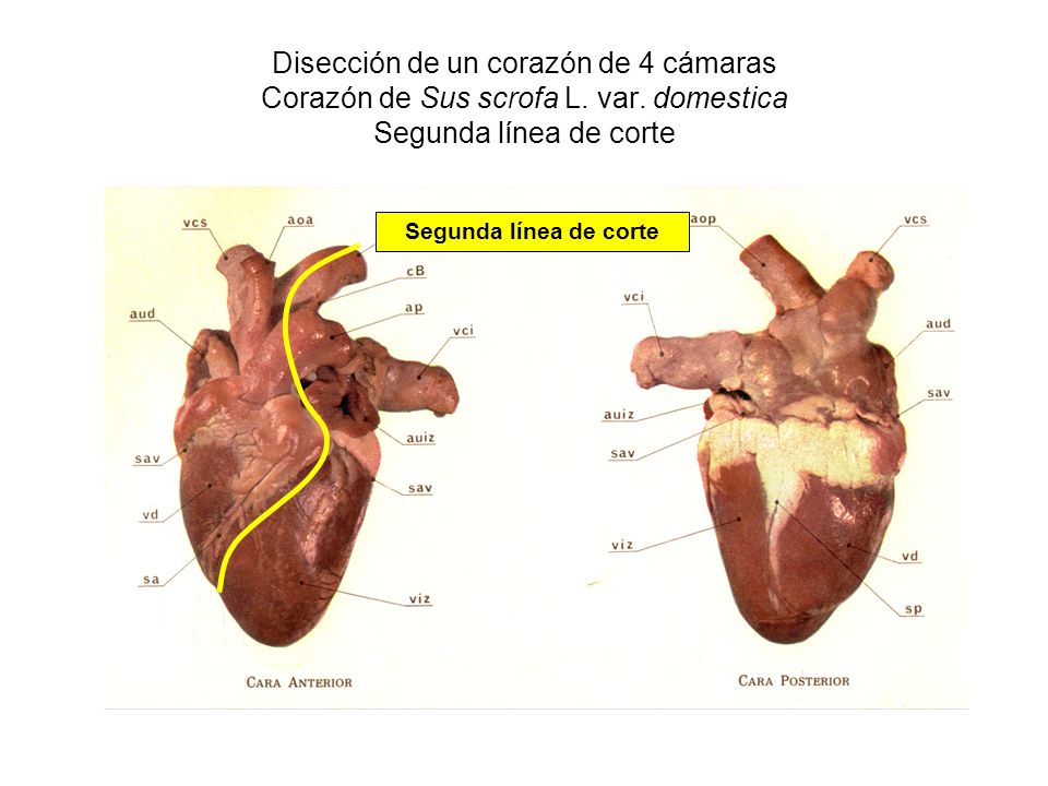 Disección de un corazón de 4 cámaras Corazón de Sus scrofa L. var