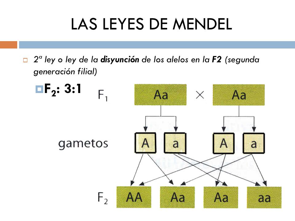 LAS LEYES DE MENDEL 2ª ley o ley de la disyunción de los alelos en la F2 (segunda generación filial)
