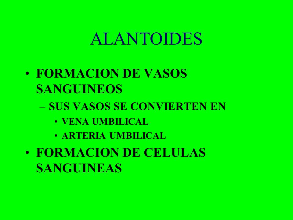 ALANTOIDES FORMACION DE VASOS SANGUINEOS