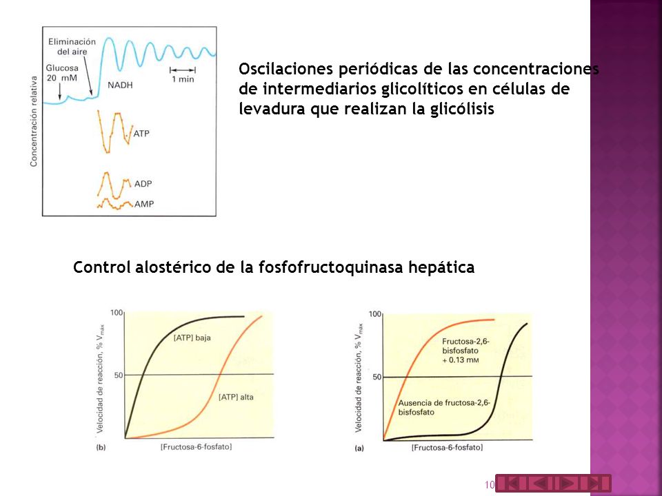 Oscilaciones periódicas de las concentraciones de intermediarios glicolíticos en células de levadura que realizan la glicólisis