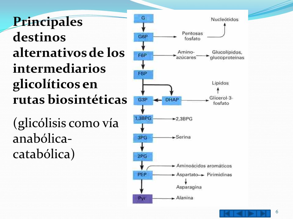 Principales destinos alternativos de los intermediarios glicolíticos en rutas biosintéticas