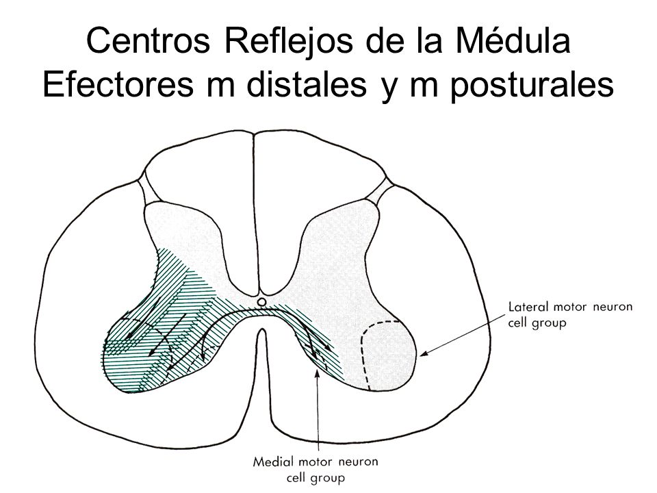 Centros Reflejos de la Médula Efectores m distales y m posturales