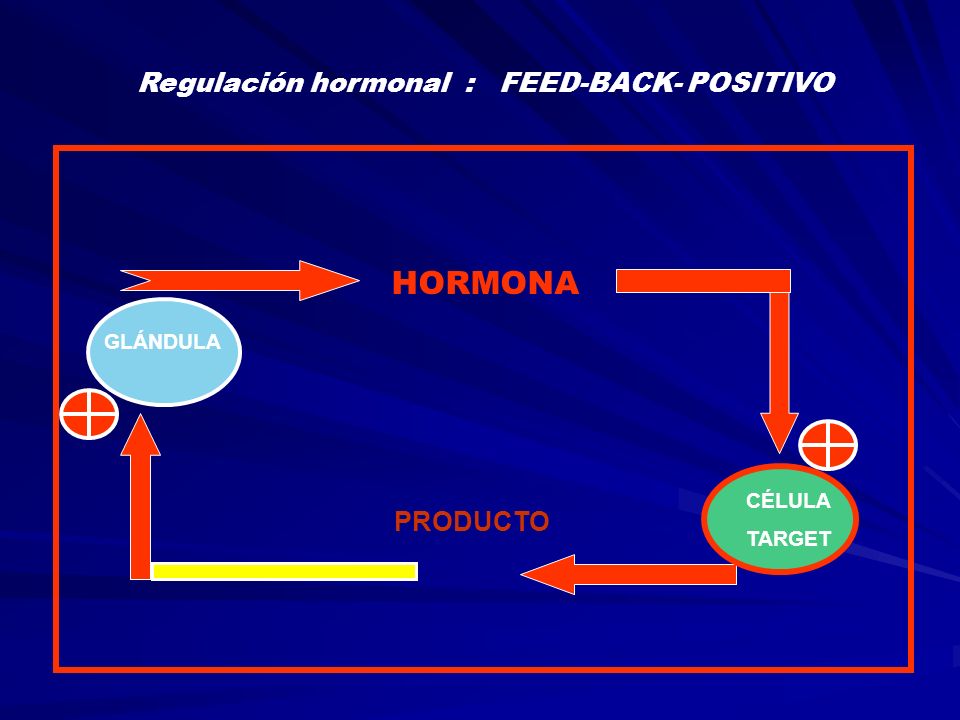 Regulación hormonal : FEED-BACK- POSITIVO