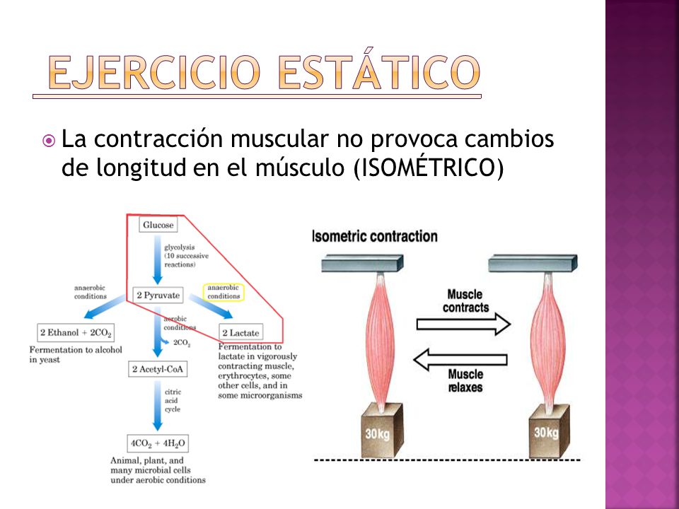 EJERCICIO ESTÁTICO La contracción muscular no provoca cambios de longitud en el músculo (ISOMÉTRICO)