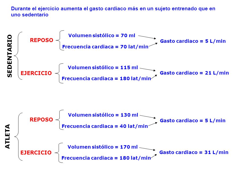 Durante el ejercicio aumenta el gasto cardiaco más en un sujeto entrenado que en uno sedentario