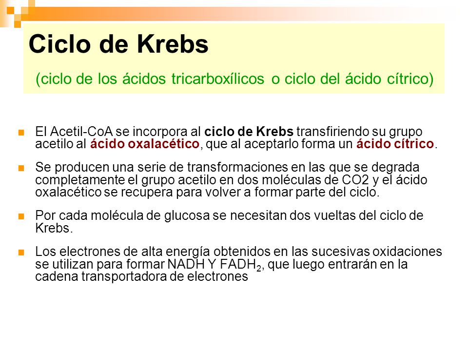 Ciclo de Krebs (ciclo de los ácidos tricarboxílicos o ciclo del ácido cítrico)