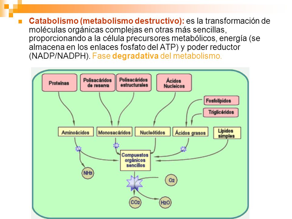 Catabolismo (metabolismo destructivo): es la transformación de moléculas orgánicas complejas en otras más sencillas, proporcionando a la célula precursores metabólicos, energía (se almacena en los enlaces fosfato del ATP) y poder reductor (NADP/NADPH).
