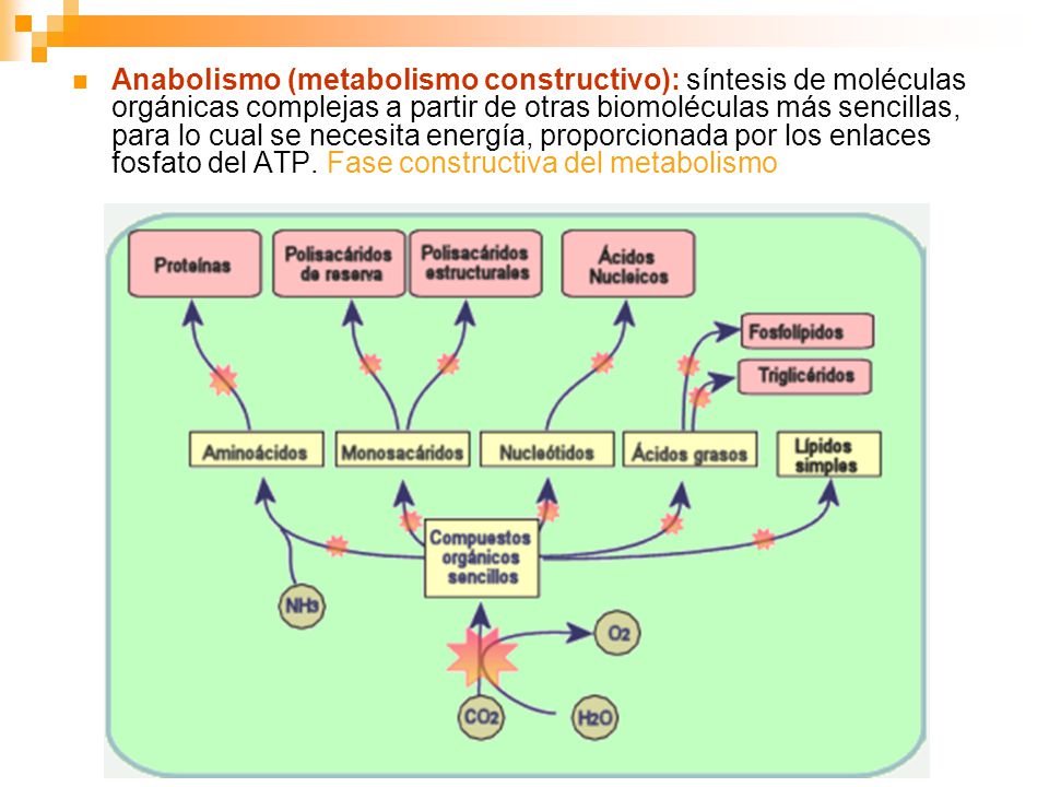Anabolismo (metabolismo constructivo): síntesis de moléculas orgánicas complejas a partir de otras biomoléculas más sencillas, para lo cual se necesita energía, proporcionada por los enlaces fosfato del ATP.