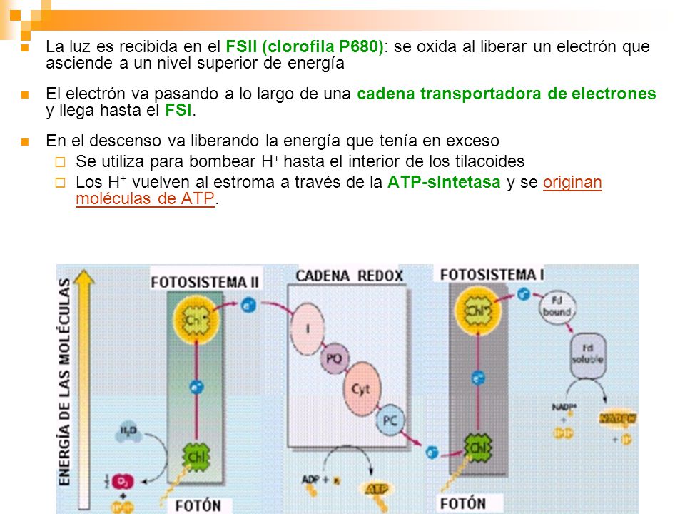 La luz es recibida en el FSII (clorofila P680): se oxida al liberar un electrón que asciende a un nivel superior de energía