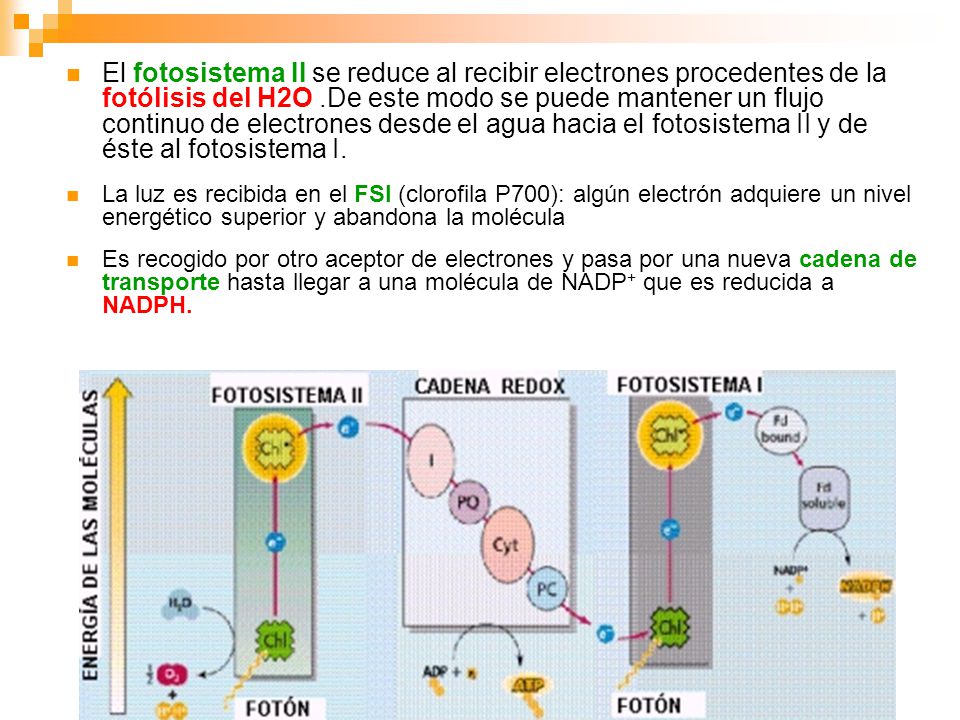 El fotosistema II se reduce al recibir electrones procedentes de la fotólisis del H2O .De este modo se puede mantener un flujo continuo de electrones desde el agua hacia el fotosistema II y de éste al fotosistema I.