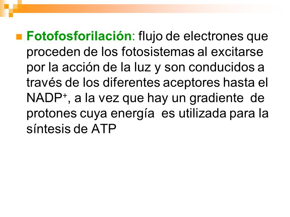 Fotofosforilación: flujo de electrones que proceden de los fotosistemas al excitarse por la acción de la luz y son conducidos a través de los diferentes aceptores hasta el NADP+, a la vez que hay un gradiente de protones cuya energía es utilizada para la síntesis de ATP