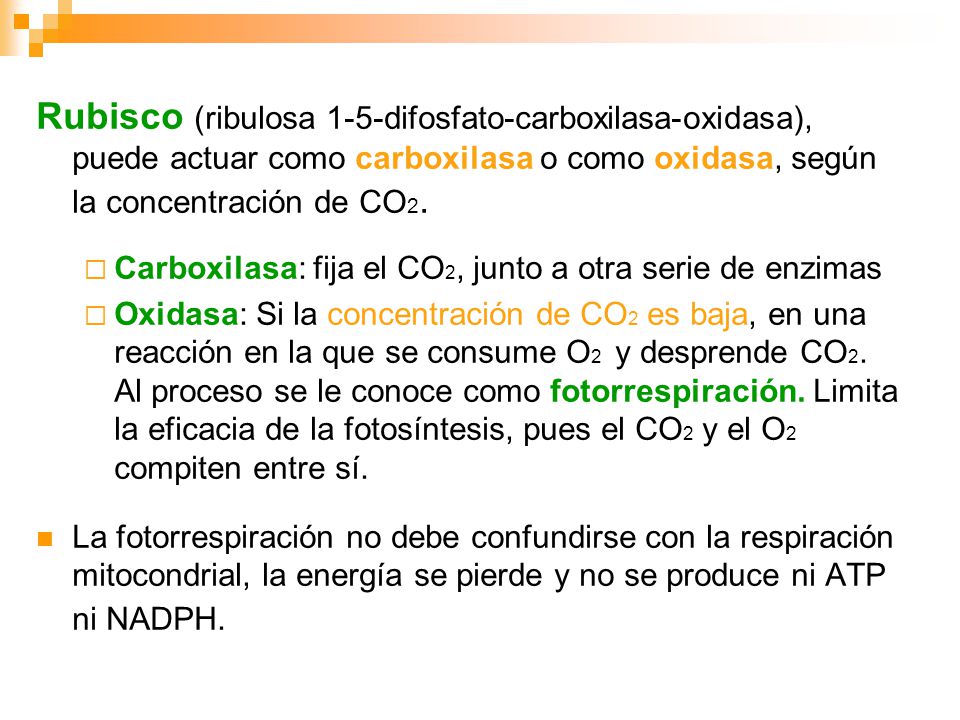 Rubisco (ribulosa 1-5-difosfato-carboxilasa-oxidasa), puede actuar como carboxilasa o como oxidasa, según la concentración de CO2.
