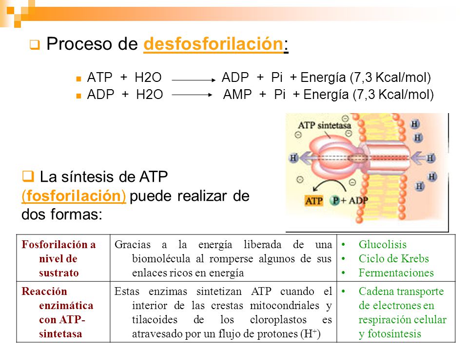 Proceso de desfosforilación: