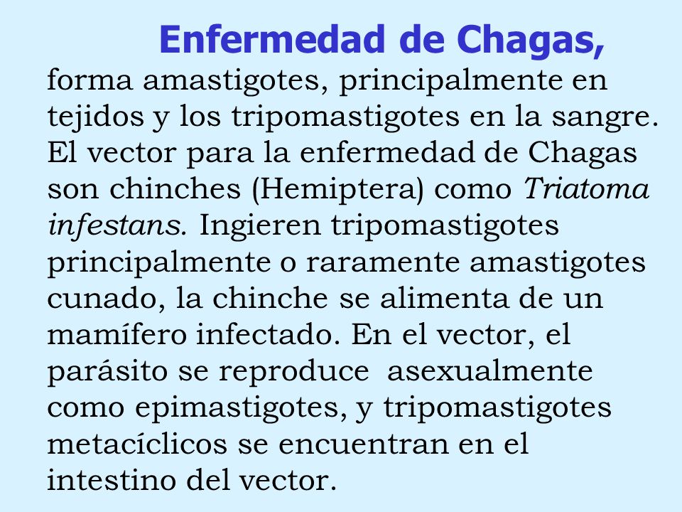 Enfermedad de Chagas, forma amastigotes, principalmente en tejidos y los tripomastigotes en la sangre. El vector para la enfermedad de Chagas son chinches (Hemiptera) como Triatoma infestans. Ingieren tripomastigotes principalmente o raramente amastigotes cunado, la chinche se alimenta de un mamífero infectado. En el vector, el parásito se reproduce asexualmente como epimastigotes, y tripomastigotes metacíclicos se encuentran en el intestino del vector.