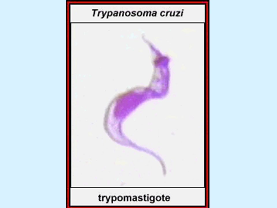 Mientras se alimenta de animales infectados, la chinche de la subfamilia Triatomidae de la familia Reduviidae, suborden Hemiptera) ingiere al tripomastigote encontrado en la sangre del huésped humano. Dividiendo y transformando en el intestino de la chinche, el T cruzi aparece en el intestino como tripomastigote metacíclico, los cuales son infecciosos para humanos. Una vez infectados, la chinche permanece así por toda su vida. No hay ciclo sexual en los tripanosomas.