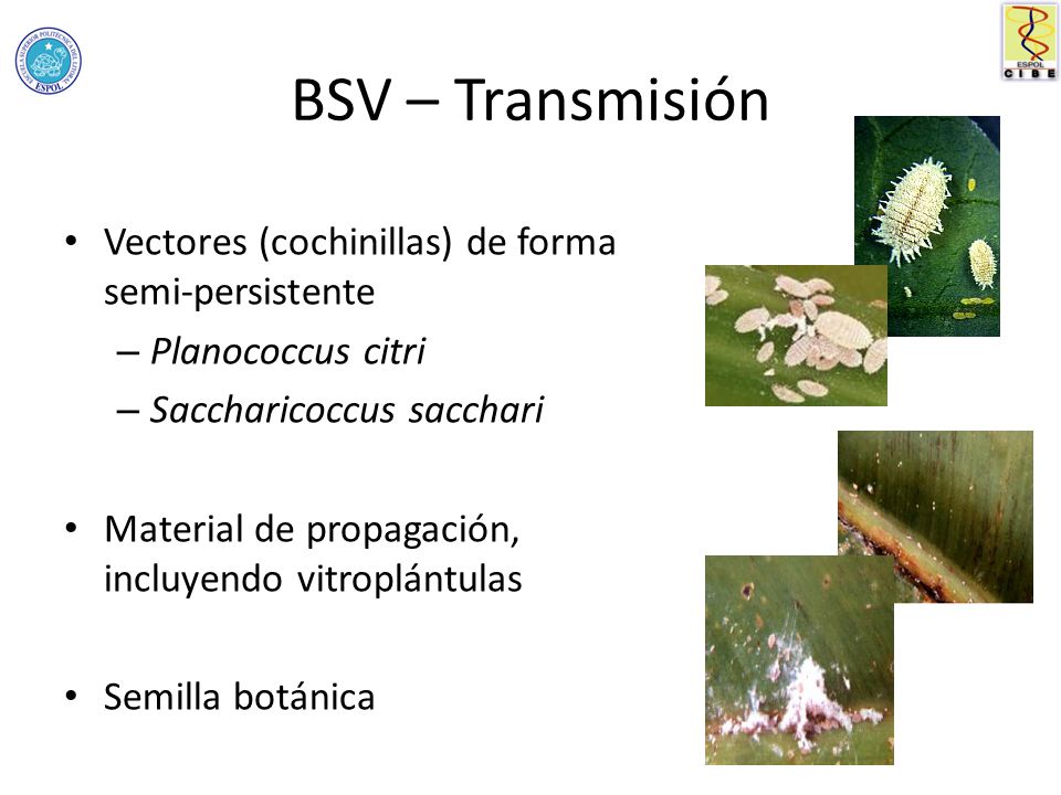 BSV – Transmisión Vectores (cochinillas) de forma semi-persistente