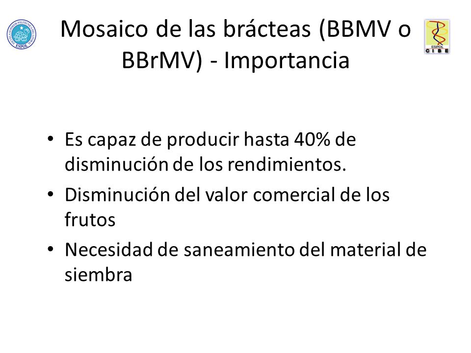 Mosaico de las brácteas (BBMV o BBrMV) - Importancia