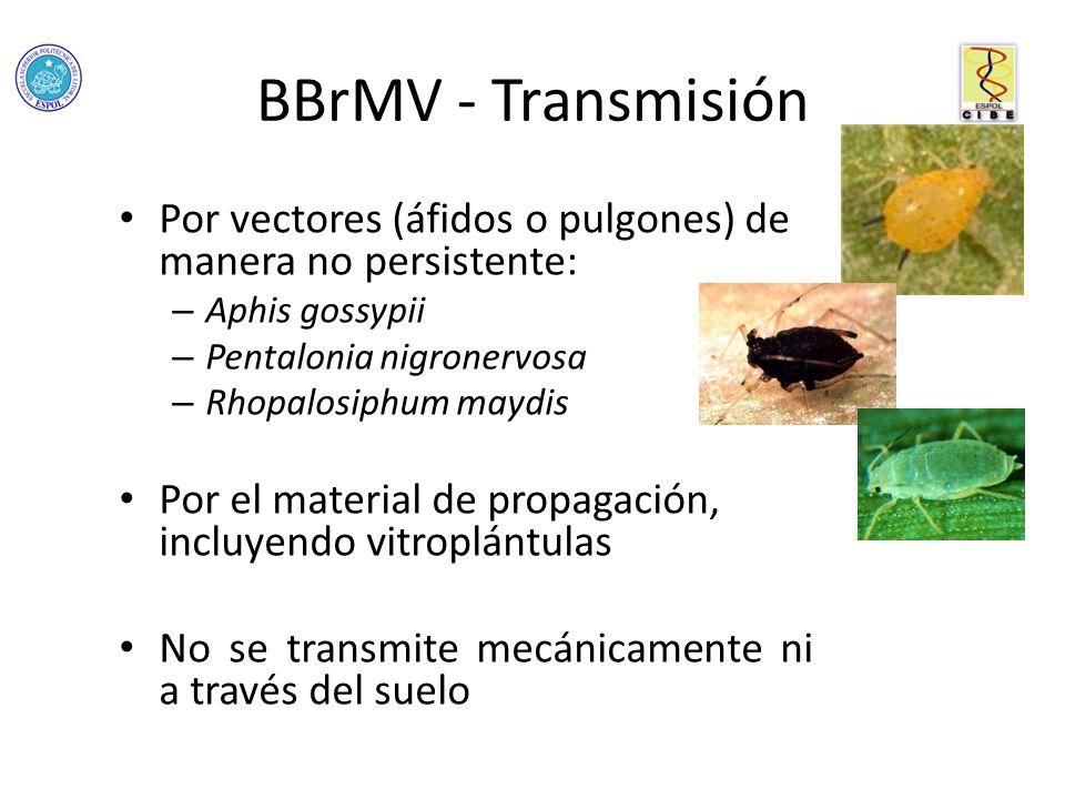 BBrMV - Transmisión Por vectores (áfidos o pulgones) de manera no persistente: Aphis gossypii. Pentalonia nigronervosa.