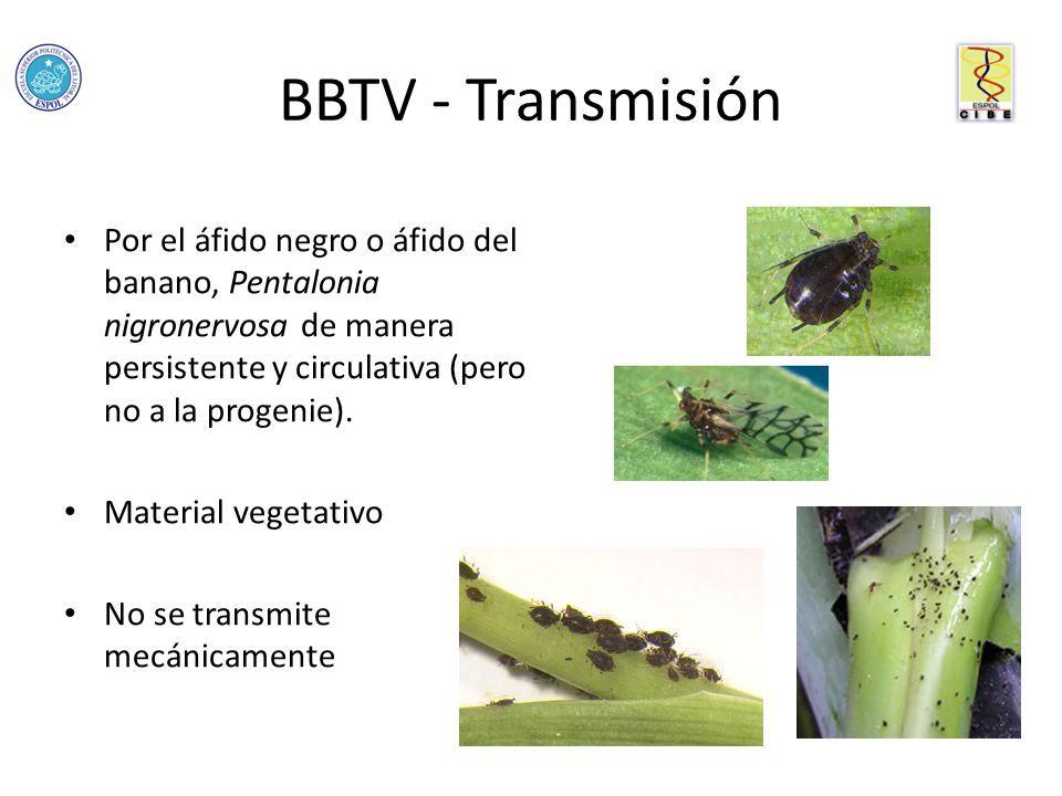 BBTV - Transmisión Por el áfido negro o áfido del banano, Pentalonia nigronervosa de manera persistente y circulativa (pero no a la progenie).