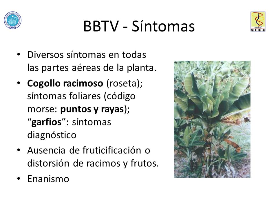 BBTV - Síntomas Diversos síntomas en todas las partes aéreas de la planta.