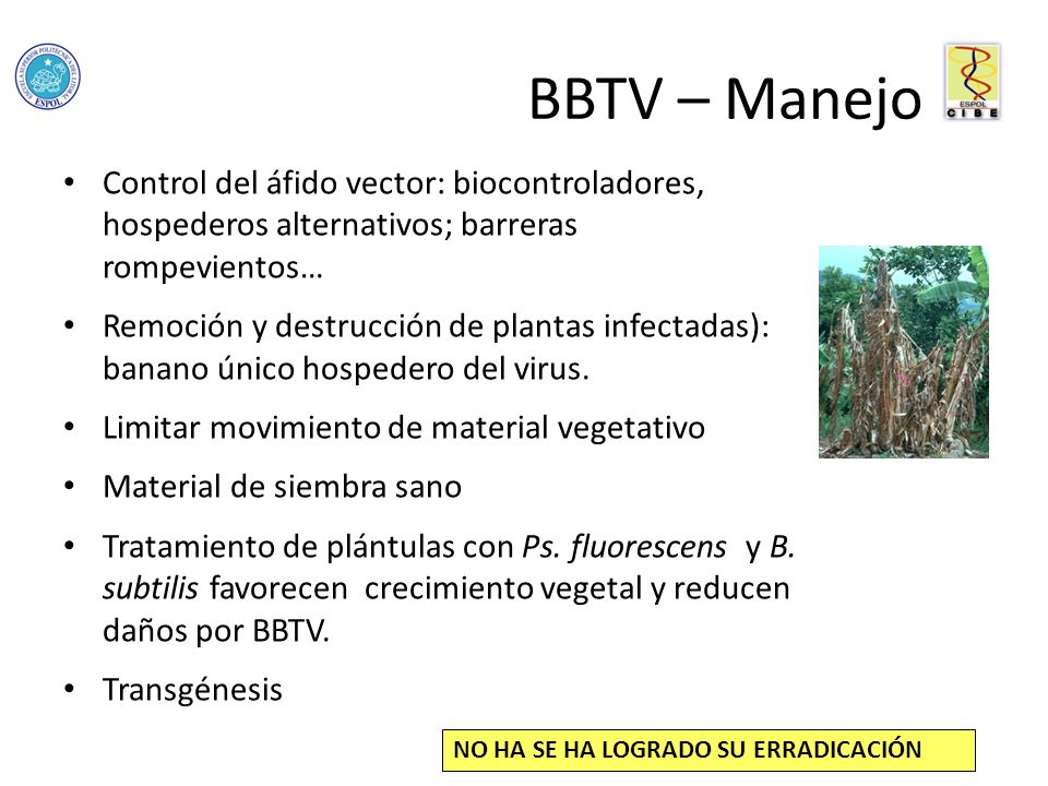 BBTV – Manejo Control del áfido vector: biocontroladores, hospederos alternativos; barreras rompevientos…