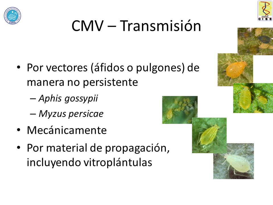 CMV – Transmisión Por vectores (áfidos o pulgones) de manera no persistente. Aphis gossypii. Myzus persicae.