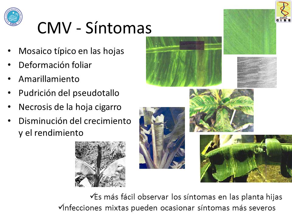 CMV - Síntomas Mosaico típico en las hojas Deformación foliar